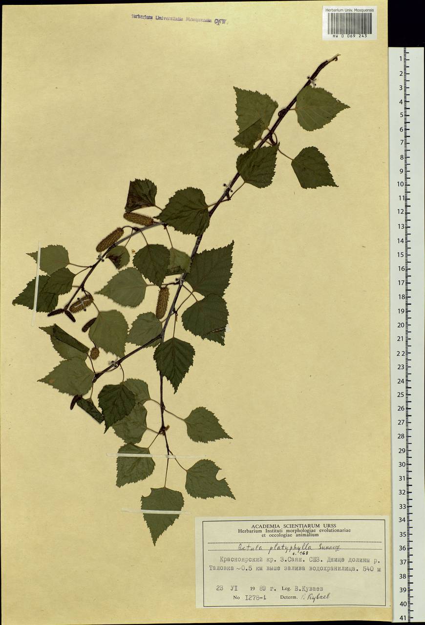 Betula pendula subsp. mandshurica (Regel) Ashburner & McAll., Сибирь, Алтай и Саяны (S2) (Россия)