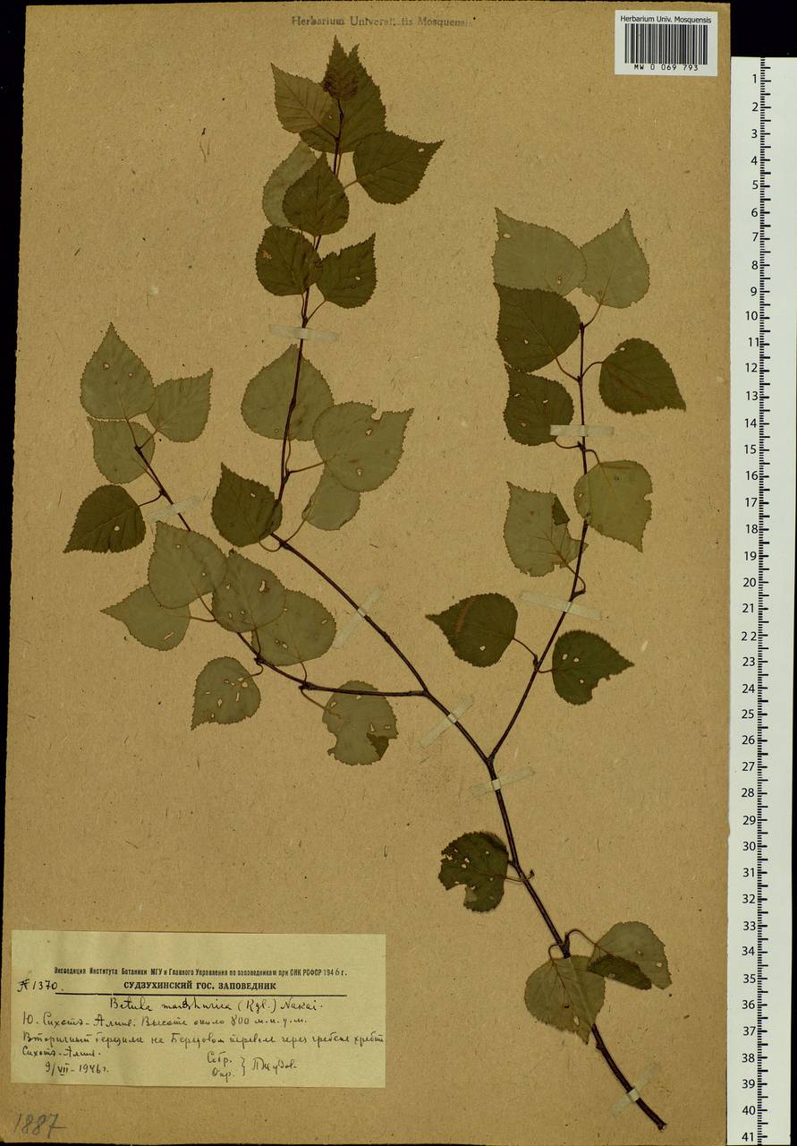 Betula pendula subsp. mandshurica (Regel) Ashburner & McAll., Сибирь, Дальний Восток (S6) (Россия)
