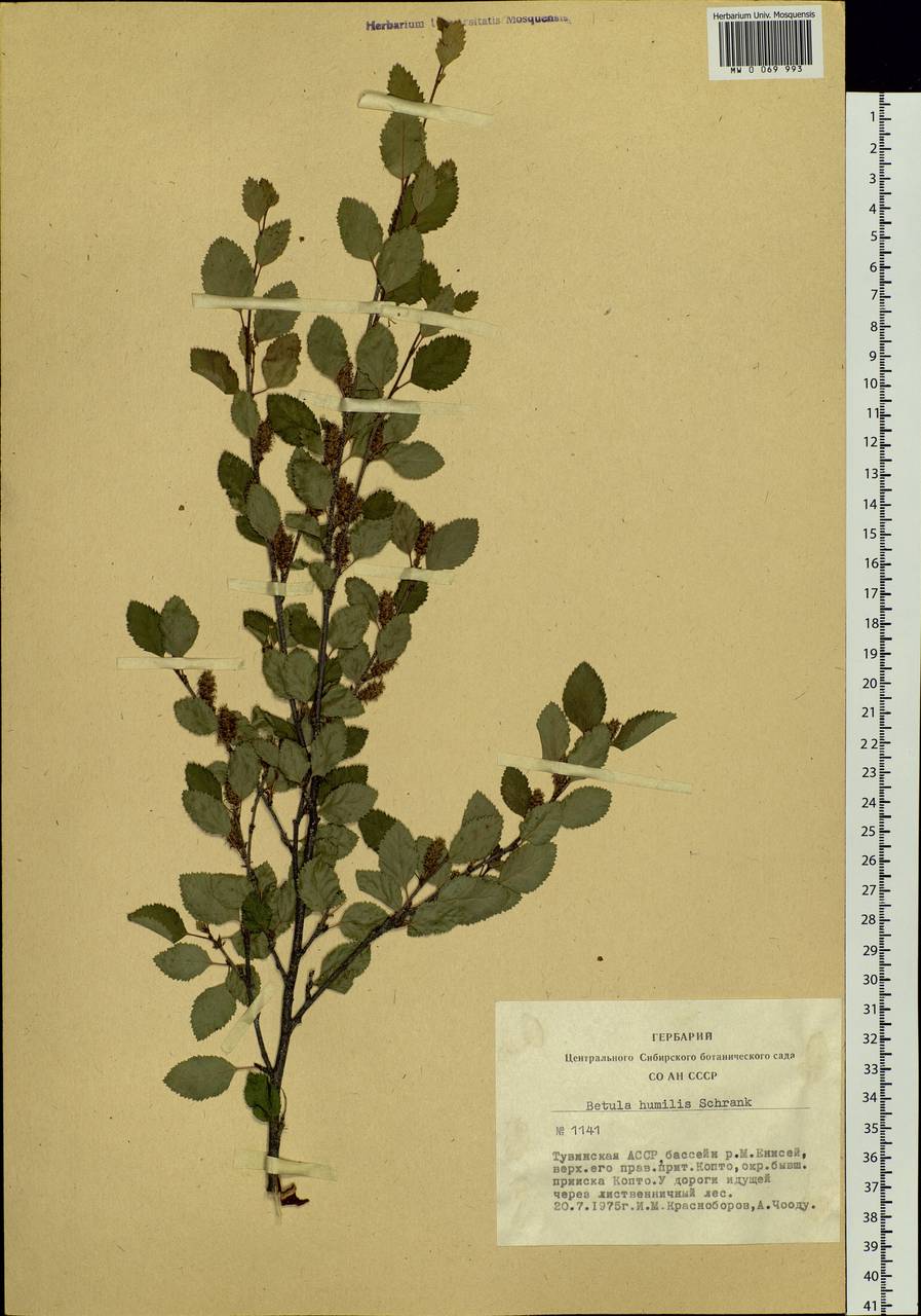 Береза приземистая. Береза приземистая Betula humilis. Betula humilis гербарий. Betula humilis ареал.