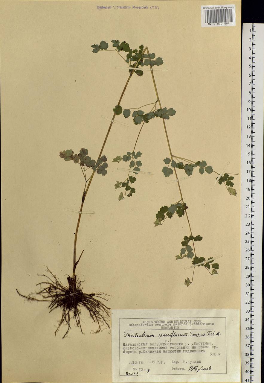 Василисник редкоцветковый Turcz. ex Fisch. & C. A. Mey., Сибирь, Чукотка и Камчатка (S7) (Россия)