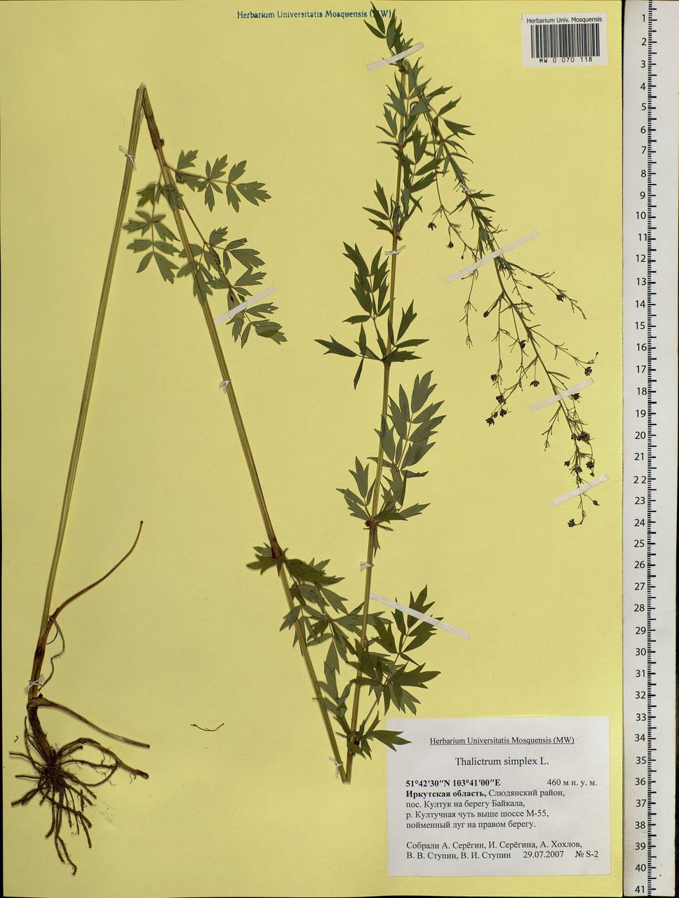 Thalictrum flavum диаграмма цветка