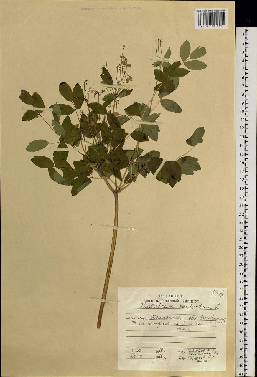 Thalictrum aquilegiifolium subsp. aquilegiifolium, Сибирь, Чукотка и Камчатка (S7) (Россия)