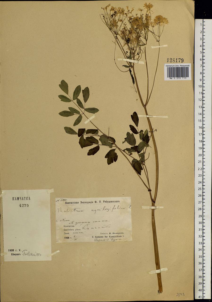 Thalictrum aquilegiifolium subsp. aquilegiifolium, Сибирь, Чукотка и Камчатка (S7) (Россия)