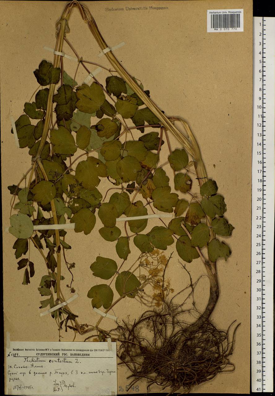 Thalictrum aquilegiifolium subsp. aquilegiifolium, Сибирь, Дальний Восток (S6) (Россия)