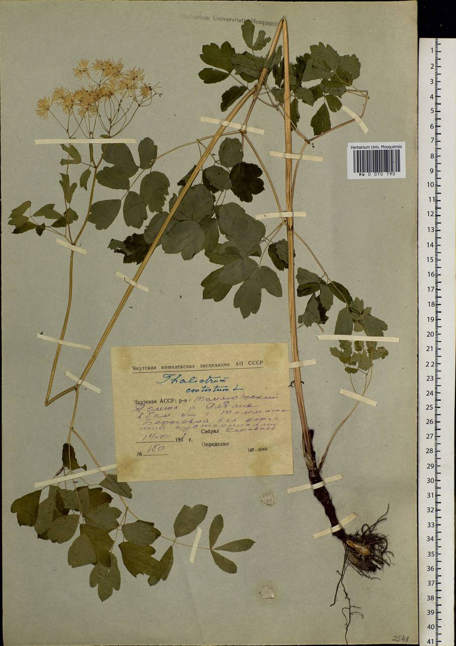 Thalictrum aquilegiifolium subsp. aquilegiifolium, Сибирь, Якутия (S5) (Россия)