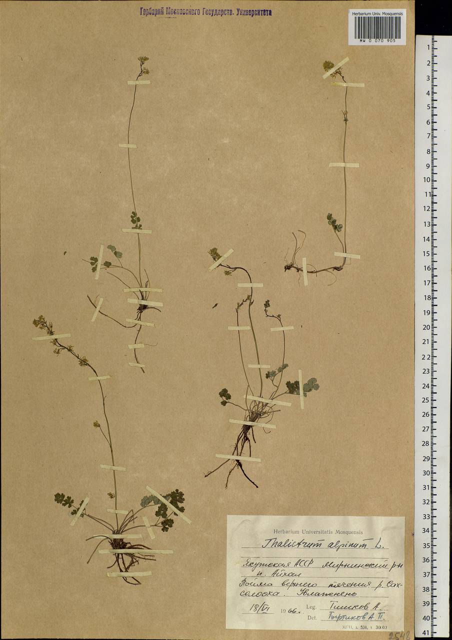 Василисник альпийский L., Сибирь, Якутия (S5) (Россия)