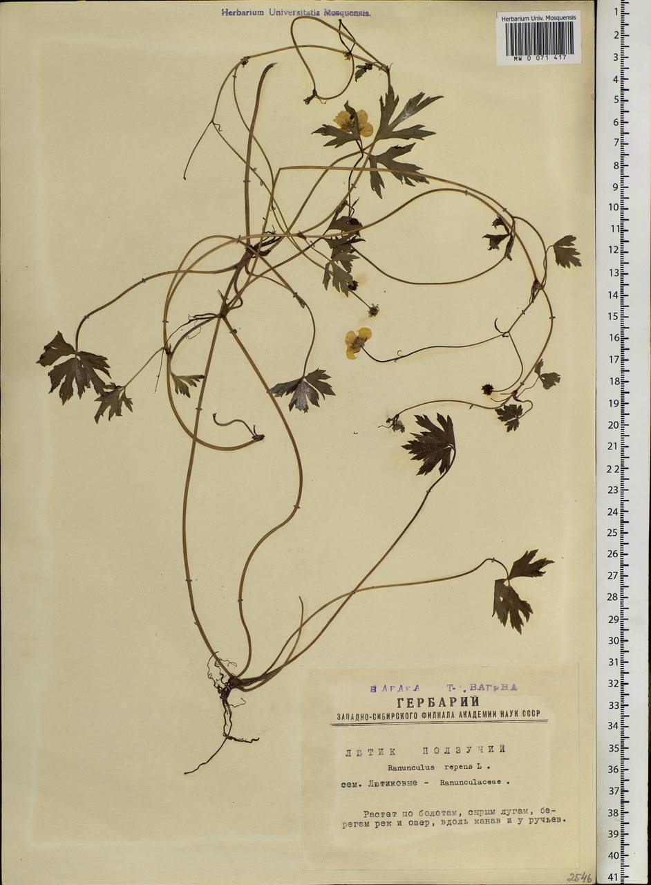 Лютик ползучий L., Сибирь, Западная Сибирь (S1) (Россия)