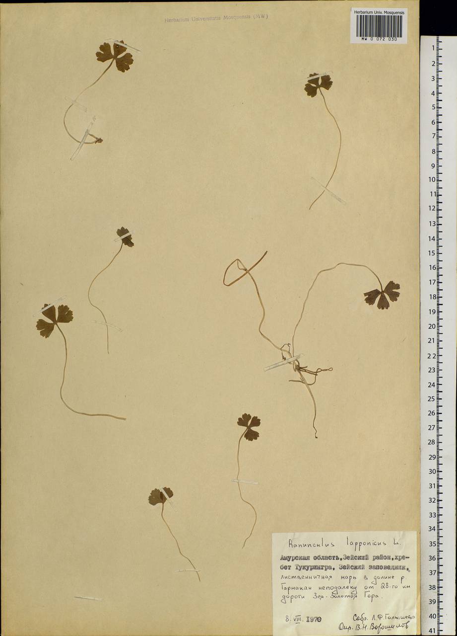 Coptidium lapponicum (L.) Á. Löve & D. Löve, Сибирь, Дальний Восток (S6) (Россия)
