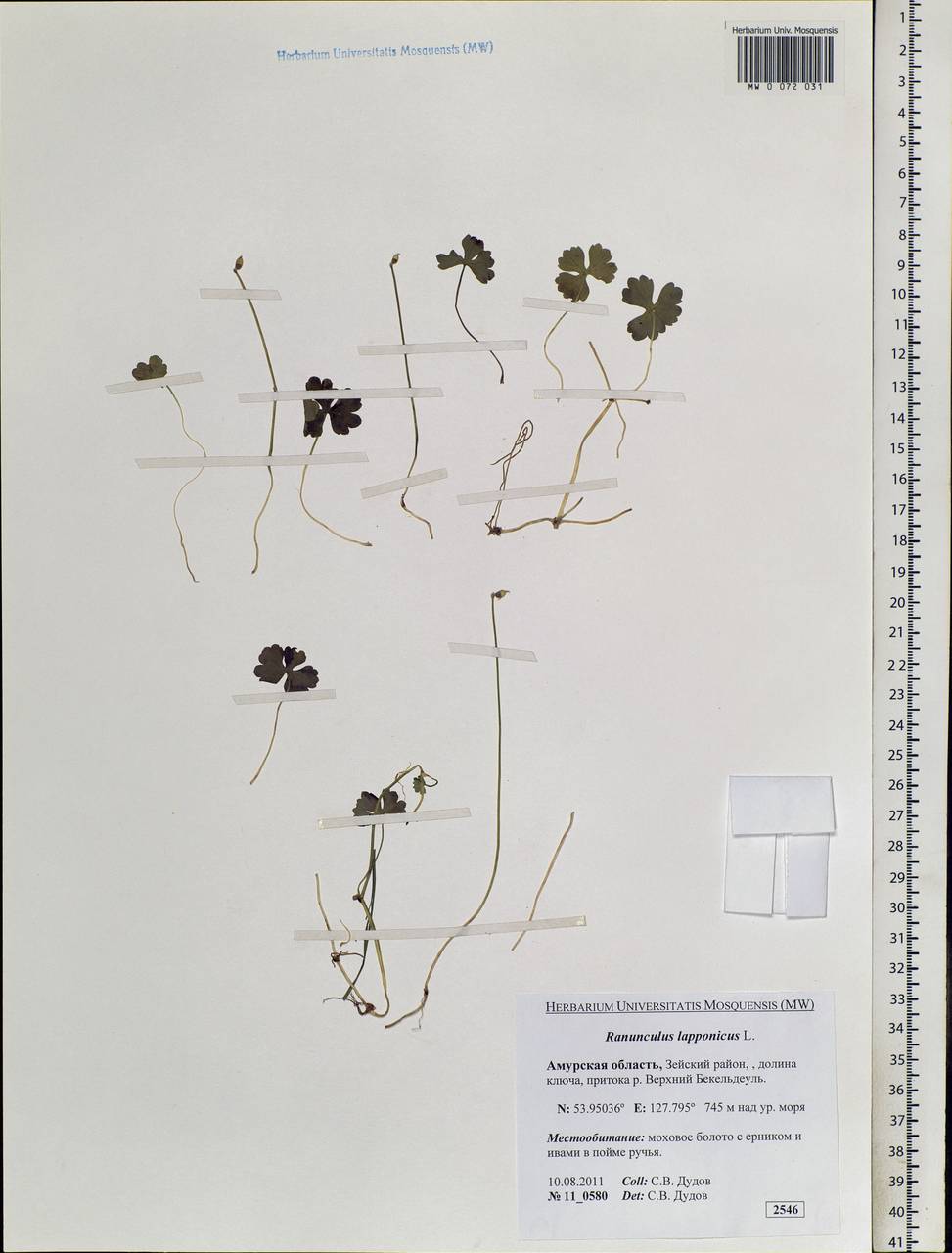 Coptidium lapponicum (L.) Á. Löve & D. Löve, Сибирь, Дальний Восток (S6) (Россия)