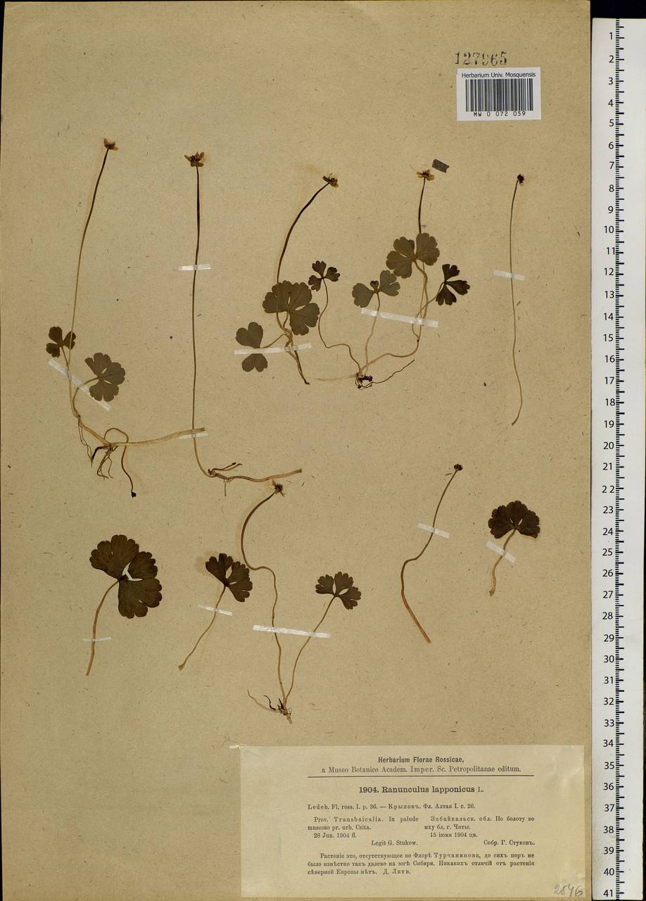 Coptidium lapponicum (L.) Á. Löve & D. Löve, Сибирь, Прибайкалье и Забайкалье (S4) (Россия)