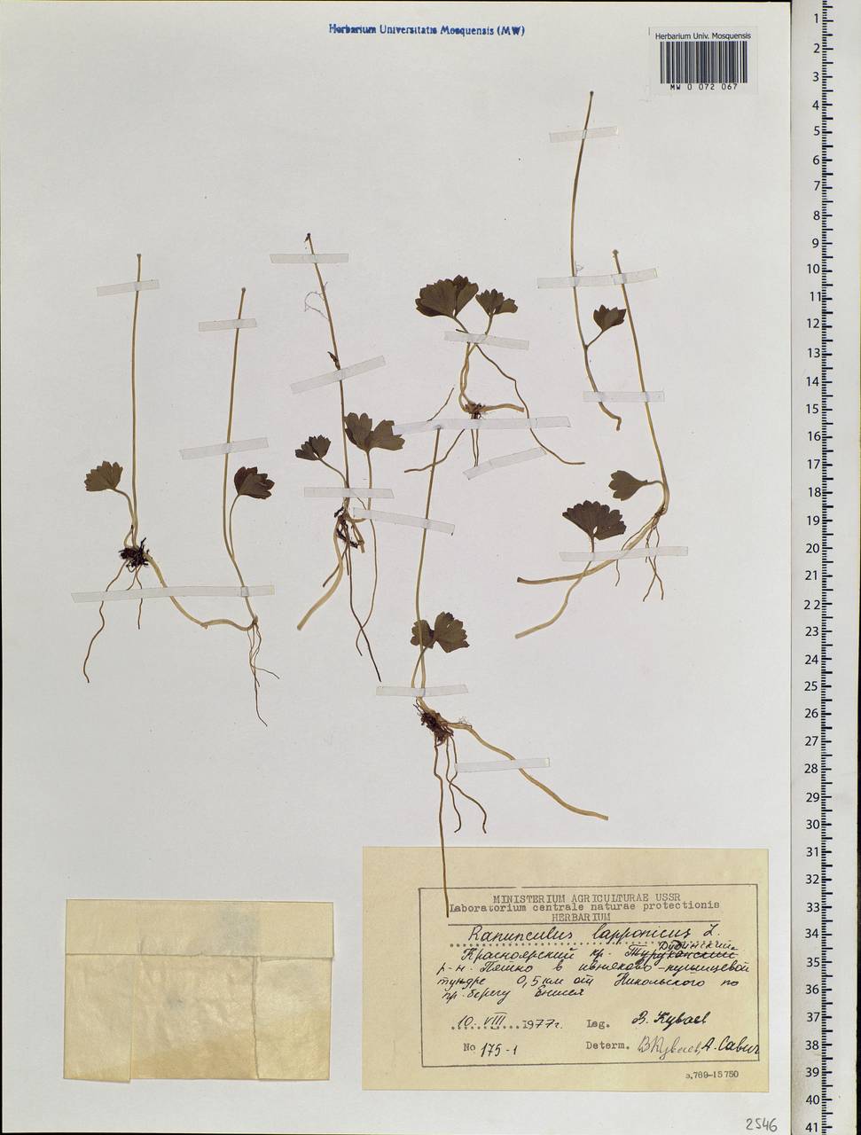 Coptidium lapponicum (L.) Á. Löve & D. Löve, Сибирь, Центральная Сибирь (S3) (Россия)