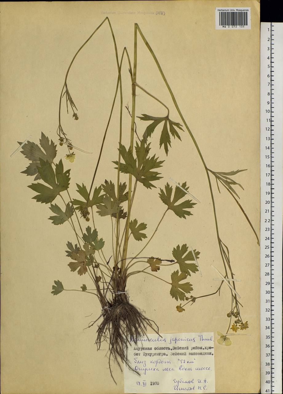 MW0072135, Ranunculus japonicus (Лютик японский), specimen