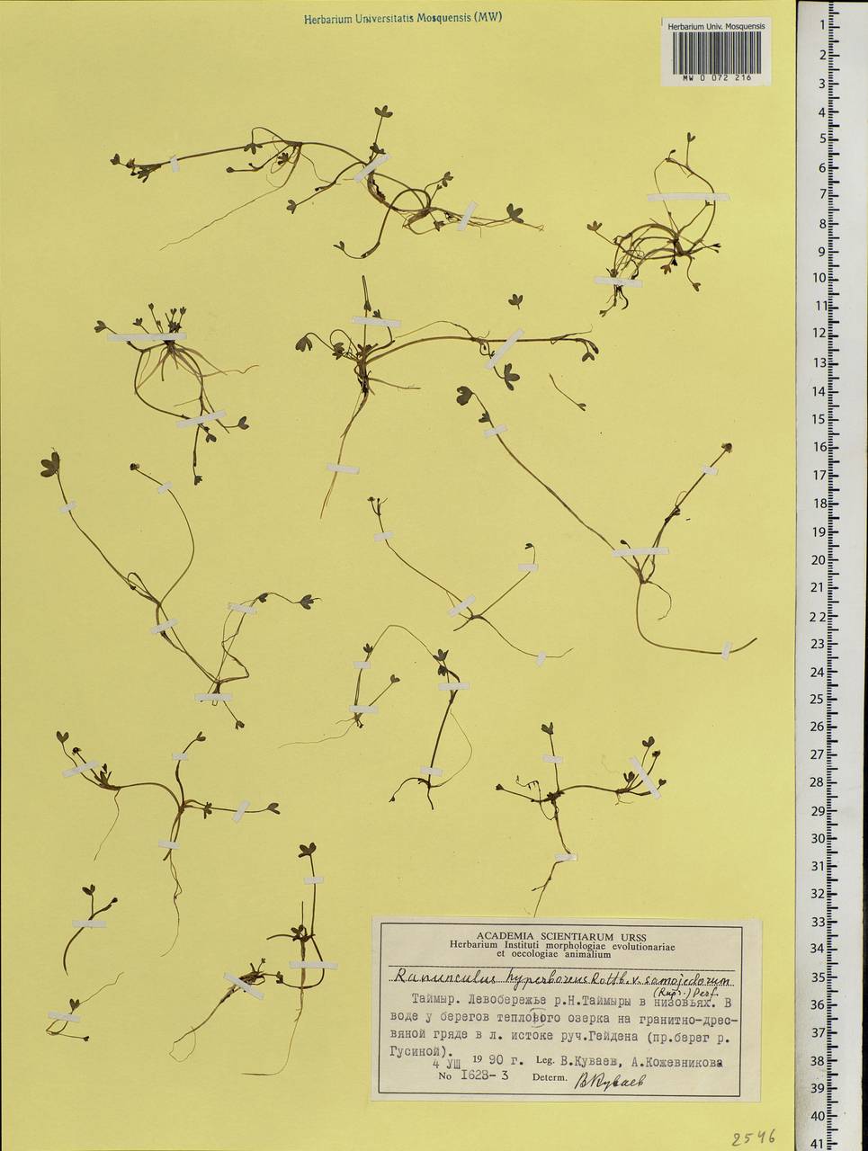 Лютик гиперборейский Rottb., Сибирь, Центральная Сибирь (S3) (Россия)