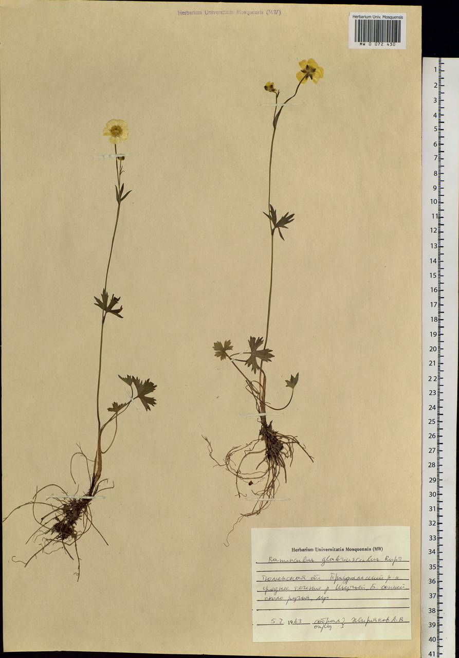 Лютик гладковатый (Rupr.) Kuvaev, Сибирь, Западная Сибирь (S1) (Россия)