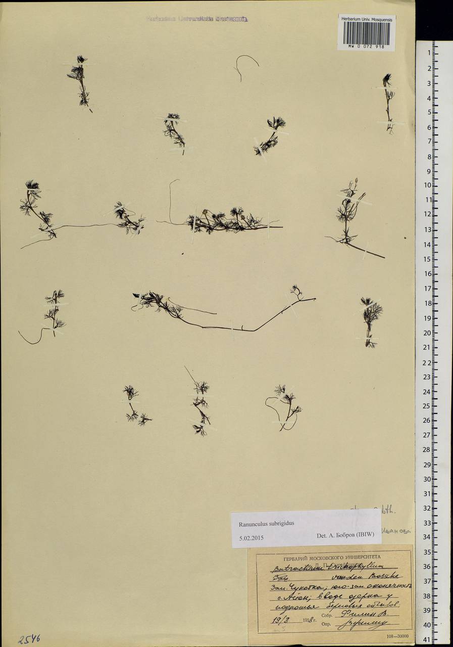 Ranunculus subrigidus W. B. Drew, Сибирь, Чукотка и Камчатка (S7) (Россия)