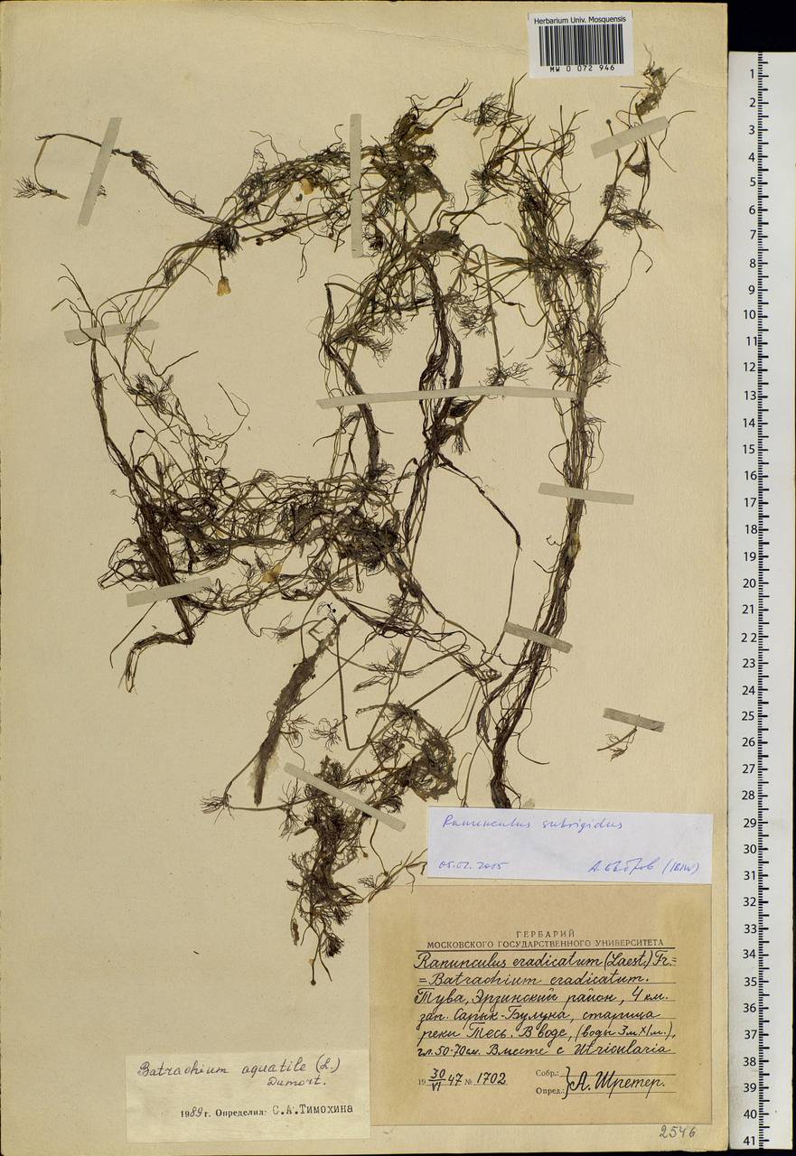 Ranunculus subrigidus W. B. Drew, Сибирь, Алтай и Саяны (S2) (Россия)