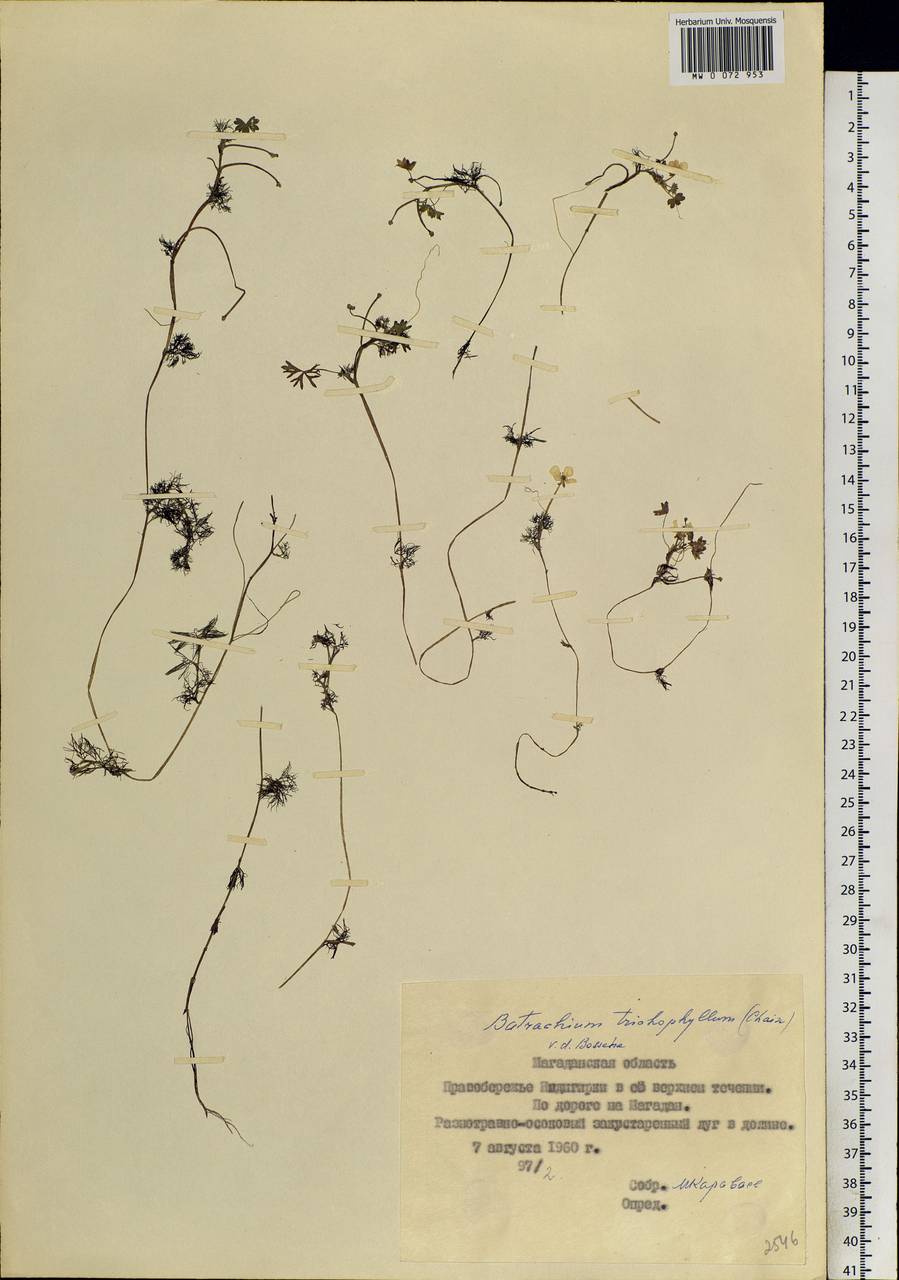 Ranunculus mongolicus (Krylov) Serg., Сибирь, Якутия (S5) (Россия)