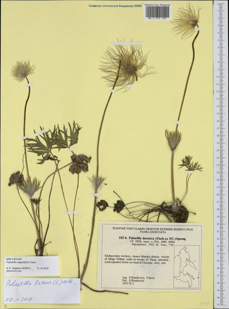 Pulsatilla patens subsp. angustifolia (Turcz.) Grey-Wilson, Сибирь, Дальний Восток (S6) (Россия)