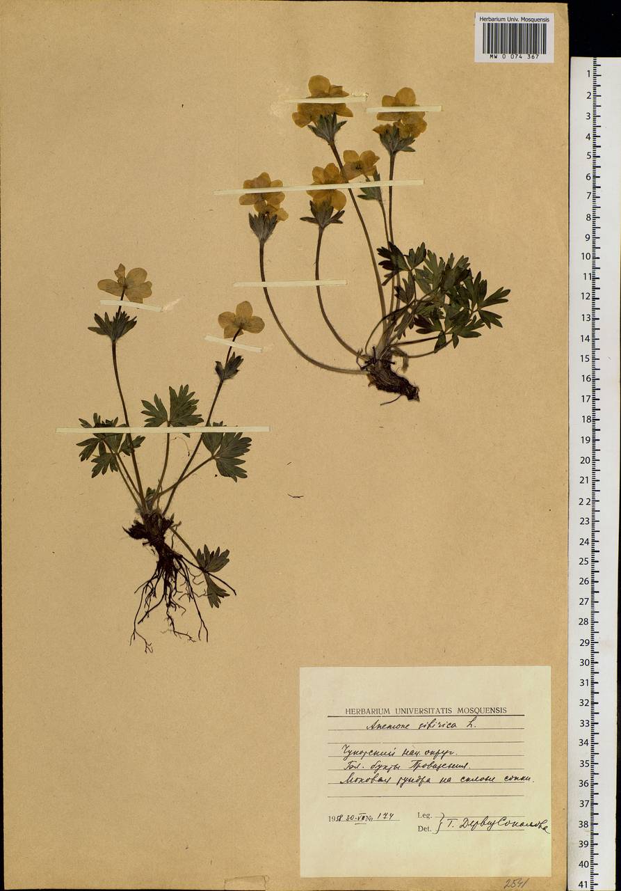 Anemonastrum narcissiflorum subsp. crinitum (Juz.) Raus, Сибирь, Чукотка и Камчатка (S7) (Россия)
