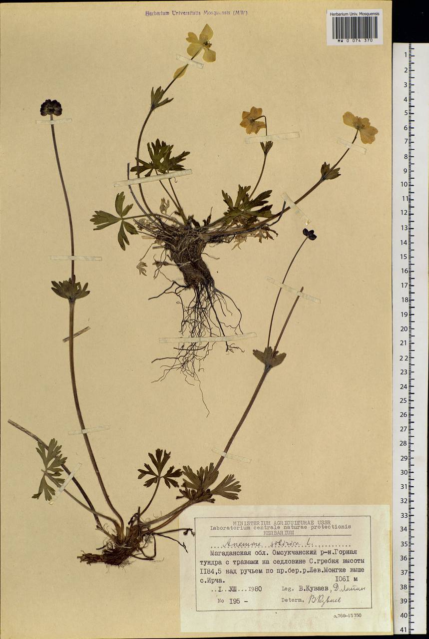 Anemonastrum narcissiflorum subsp. crinitum (Juz.) Raus, Сибирь, Чукотка и Камчатка (S7) (Россия)