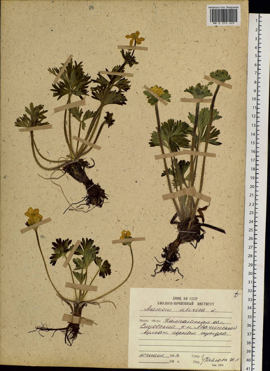 Anemonastrum narcissiflorum subsp. crinitum (Juz.) Raus, Сибирь, Чукотка и Камчатка (S7) (Россия)
