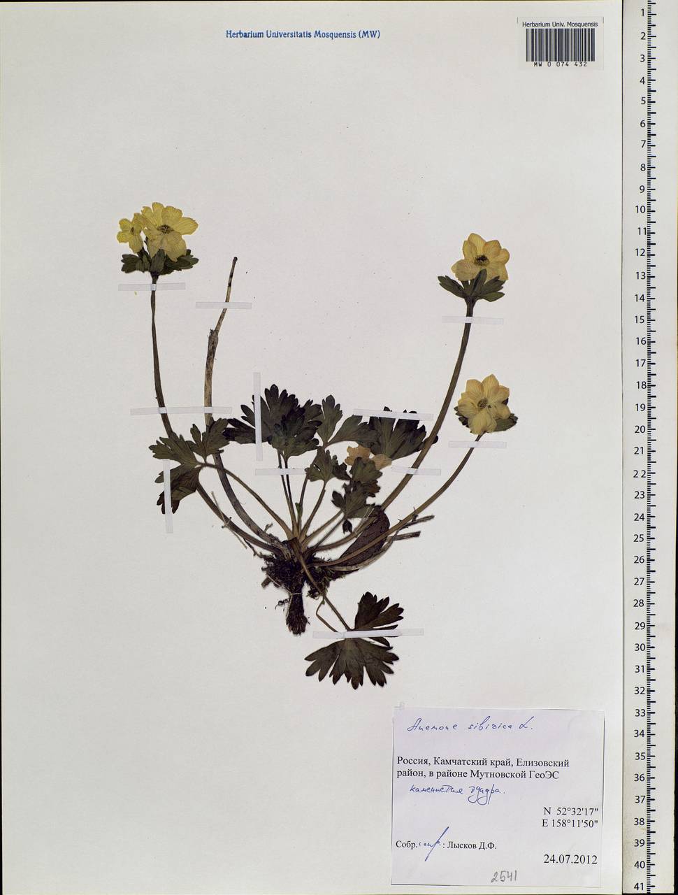 Anemonastrum narcissiflorum subsp. crinitum (Juz.) Raus, Сибирь, Чукотка и Камчатка (S7) (Россия)