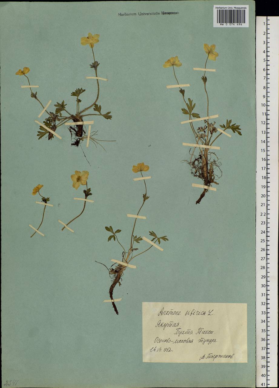 Anemonastrum narcissiflorum subsp. crinitum (Juz.) Raus, Сибирь, Якутия (S5) (Россия)