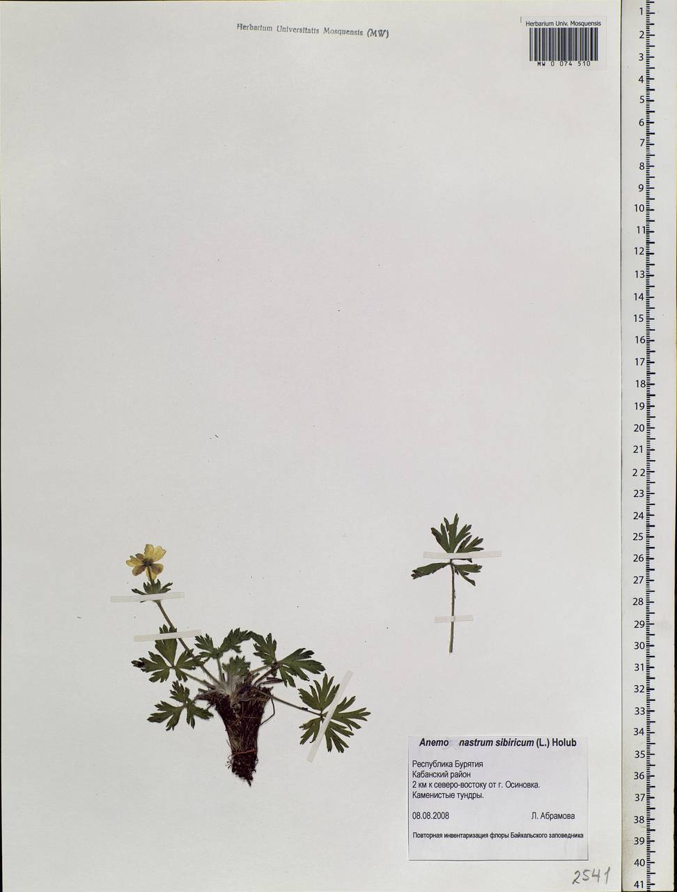 Anemonastrum narcissiflorum subsp. crinitum (Juz.) Raus, Сибирь, Прибайкалье и Забайкалье (S4) (Россия)