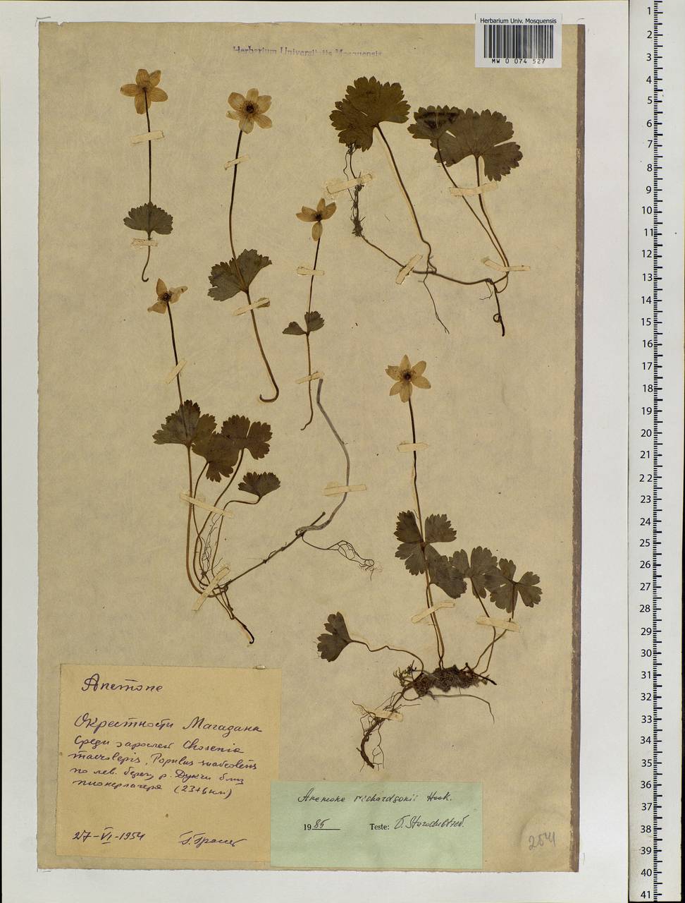 Anemonastrum richardsonii (Hook.) Mosyakin, Сибирь, Чукотка и Камчатка (S7) (Россия)