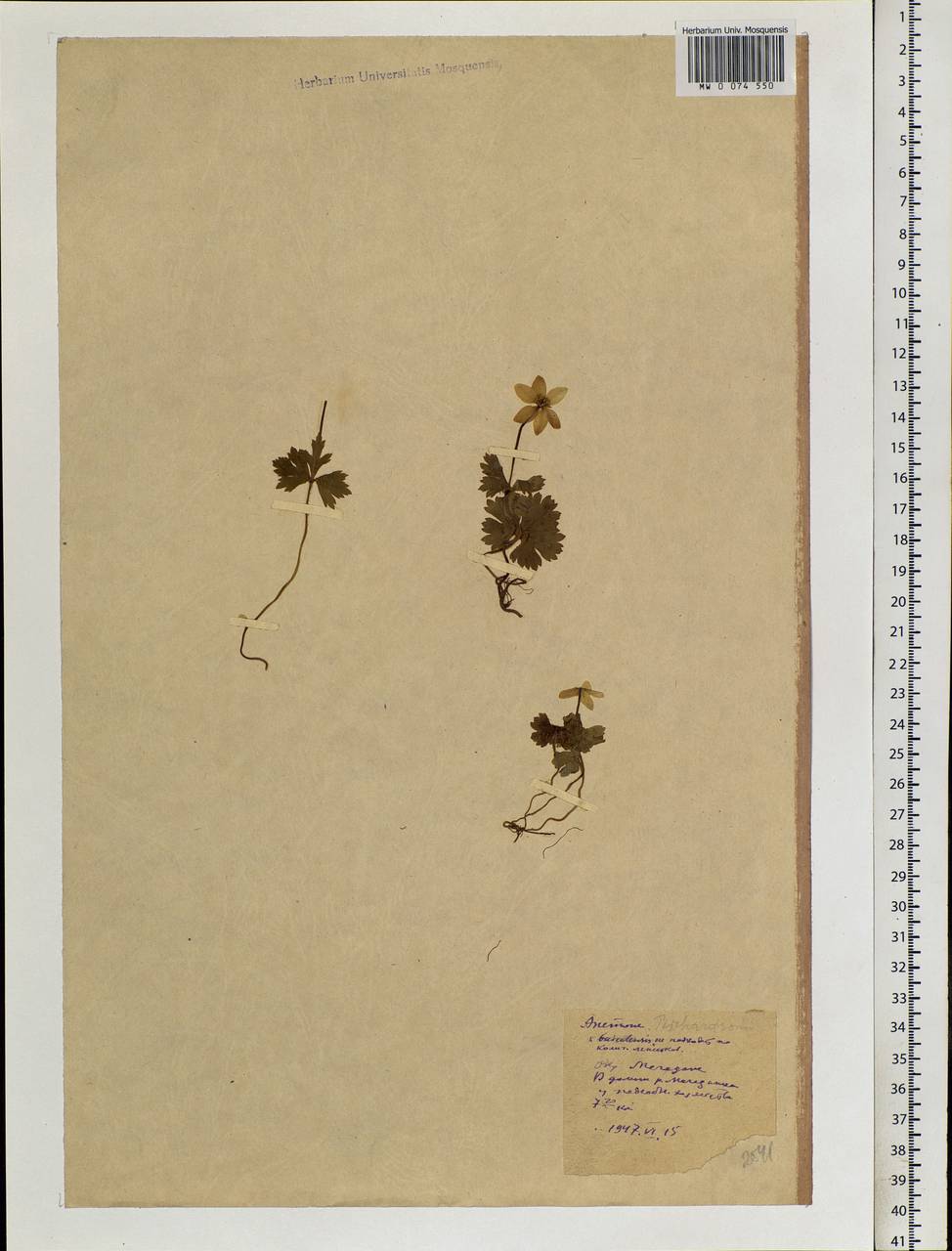 Anemonastrum richardsonii (Hook.) Mosyakin, Сибирь, Чукотка и Камчатка (S7) (Россия)