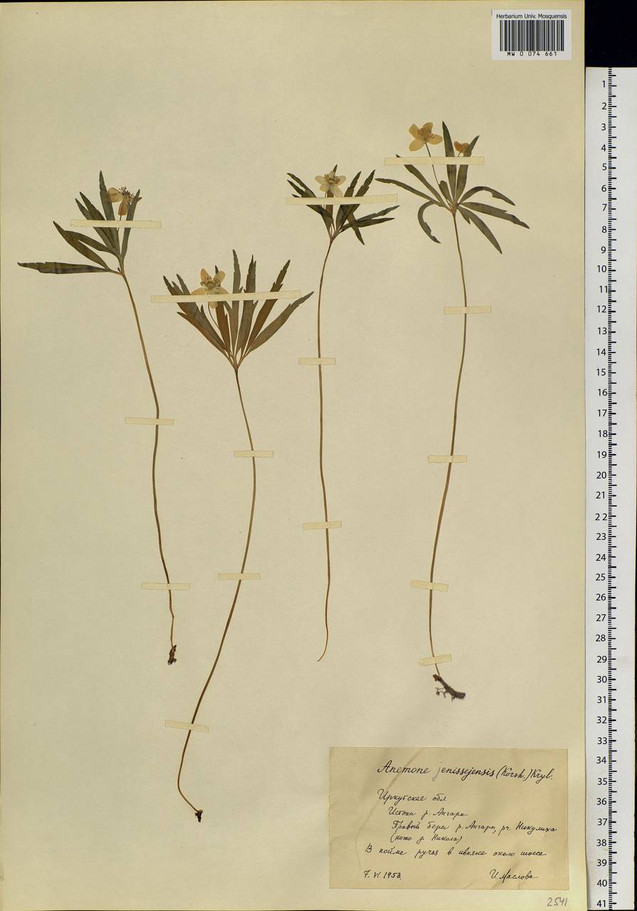 Anemone jenisseensis (Korsh.) Krylov & Steinb., Сибирь, Прибайкалье и Забайкалье (S4) (Россия)