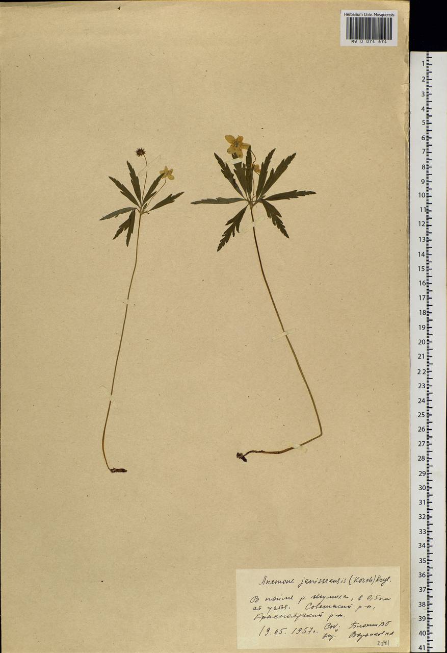 Anemone jenisseensis (Korsh.) Krylov & Steinb., Сибирь, Центральная Сибирь (S3) (Россия)