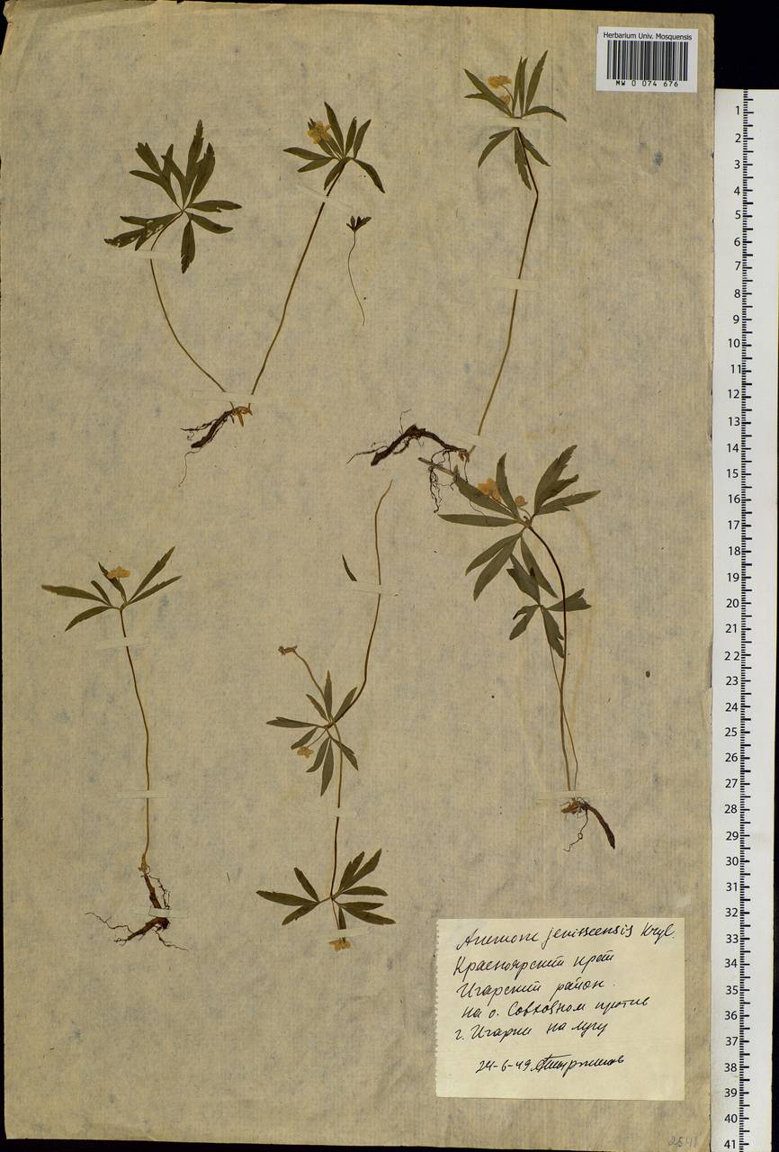 Anemone jenisseensis (Korsh.) Krylov & Steinb., Сибирь, Центральная Сибирь (S3) (Россия)