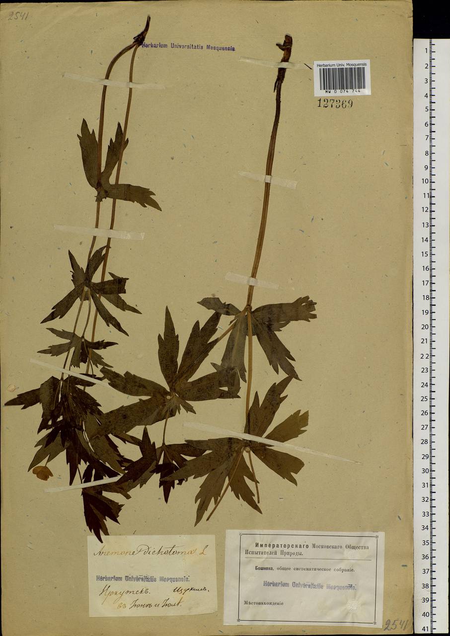 Anemonastrum dichotomum (L.) Mosyakin, Сибирь, Прибайкалье и Забайкалье (S4) (Россия)