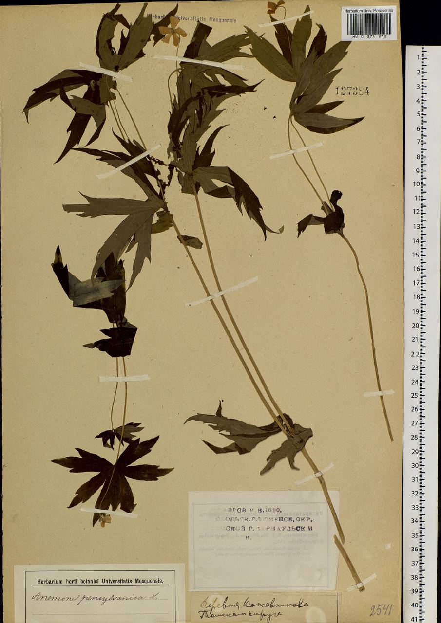 Anemonastrum dichotomum (L.) Mosyakin, Сибирь, Западная Сибирь (S1) (Россия)