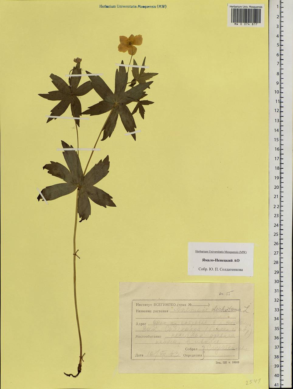 Anemonastrum dichotomum (L.) Mosyakin, Сибирь, Западная Сибирь (S1) (Россия)
