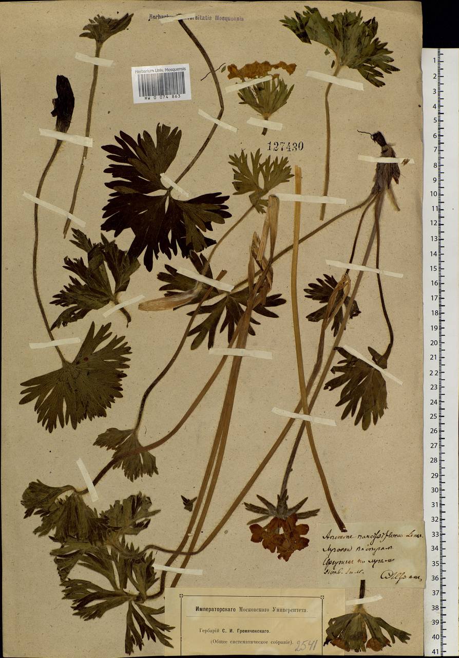 Anemonastrum narcissiflorum subsp. crinitum (Juz.) Raus, Сибирь, Прибайкалье и Забайкалье (S4) (Россия)