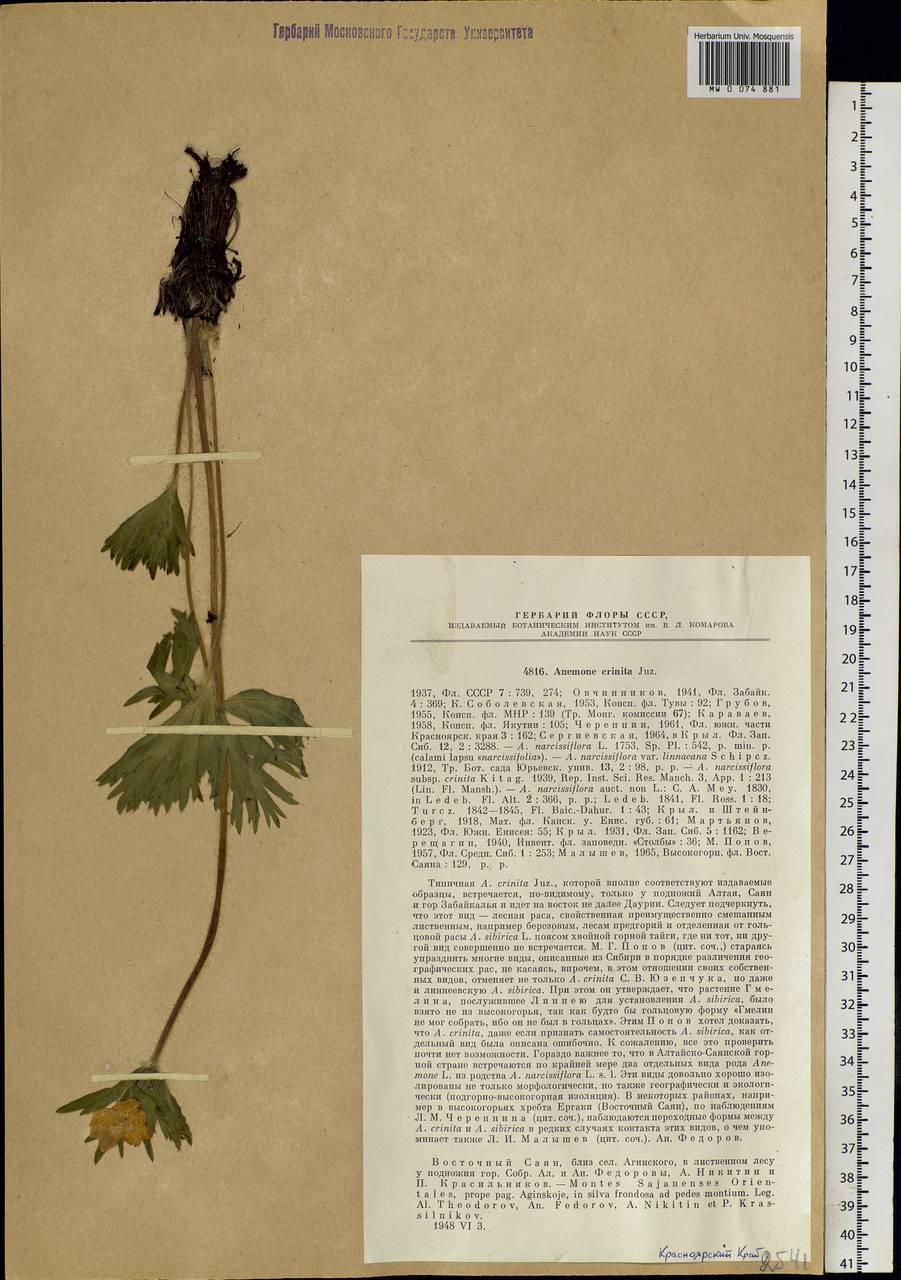 Anemonastrum narcissiflorum subsp. crinitum (Juz.) Raus, Сибирь, Центральная Сибирь (S3) (Россия)