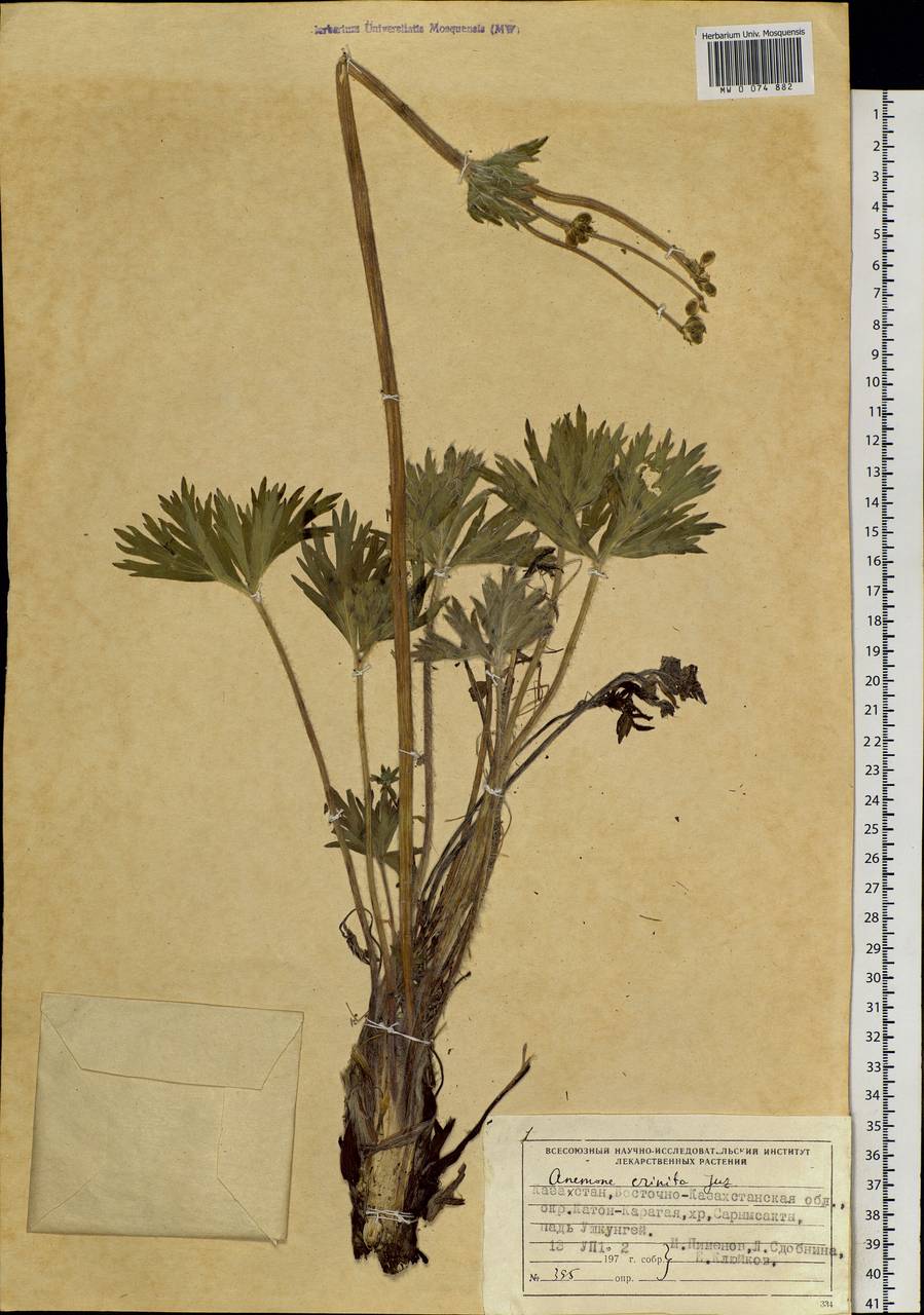 Anemonastrum narcissiflorum subsp. crinitum (Juz.) Raus, Сибирь, Западный (Казахстанский) Алтай (S2a) (Казахстан)