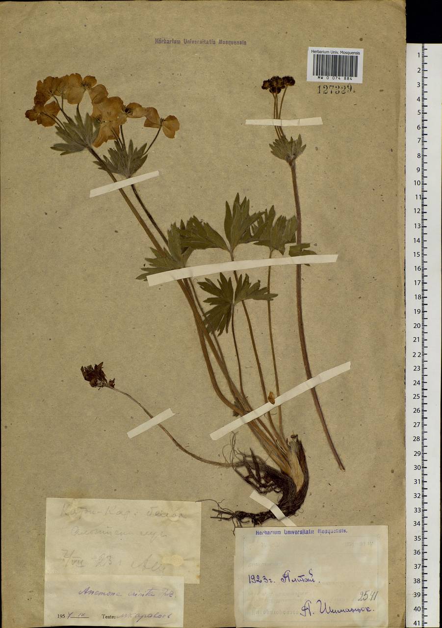 Anemonastrum narcissiflorum subsp. crinitum (Juz.) Raus, Сибирь, Западный (Казахстанский) Алтай (S2a) (Казахстан)