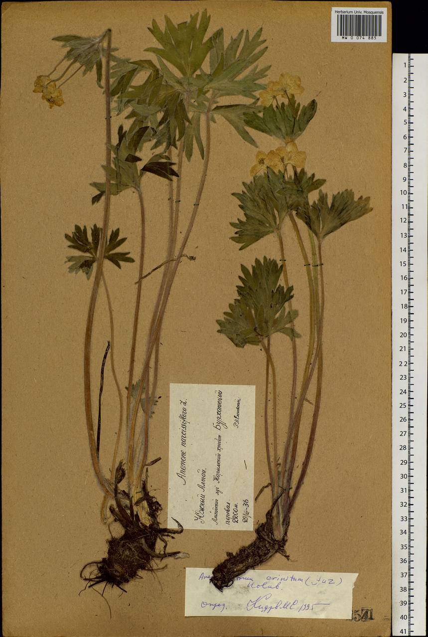 Anemonastrum narcissiflorum subsp. crinitum (Juz.) Raus, Средняя Азия и Казахстан, Джунгарский Алатау и Тарбагатай (M5) (Казахстан)