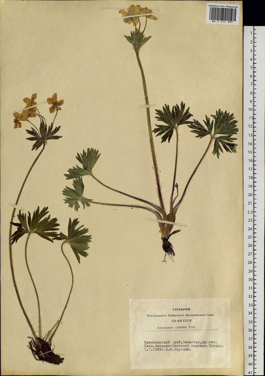 Anemonastrum narcissiflorum subsp. crinitum (Juz.) Raus, Сибирь, Алтай и Саяны (S2) (Россия)