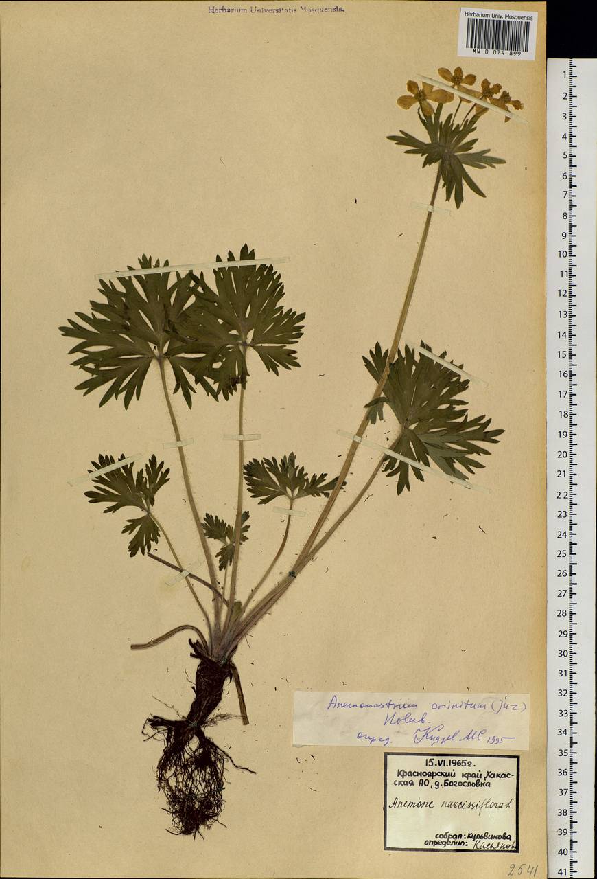 Anemonastrum narcissiflorum subsp. crinitum (Juz.) Raus, Сибирь, Алтай и Саяны (S2) (Россия)