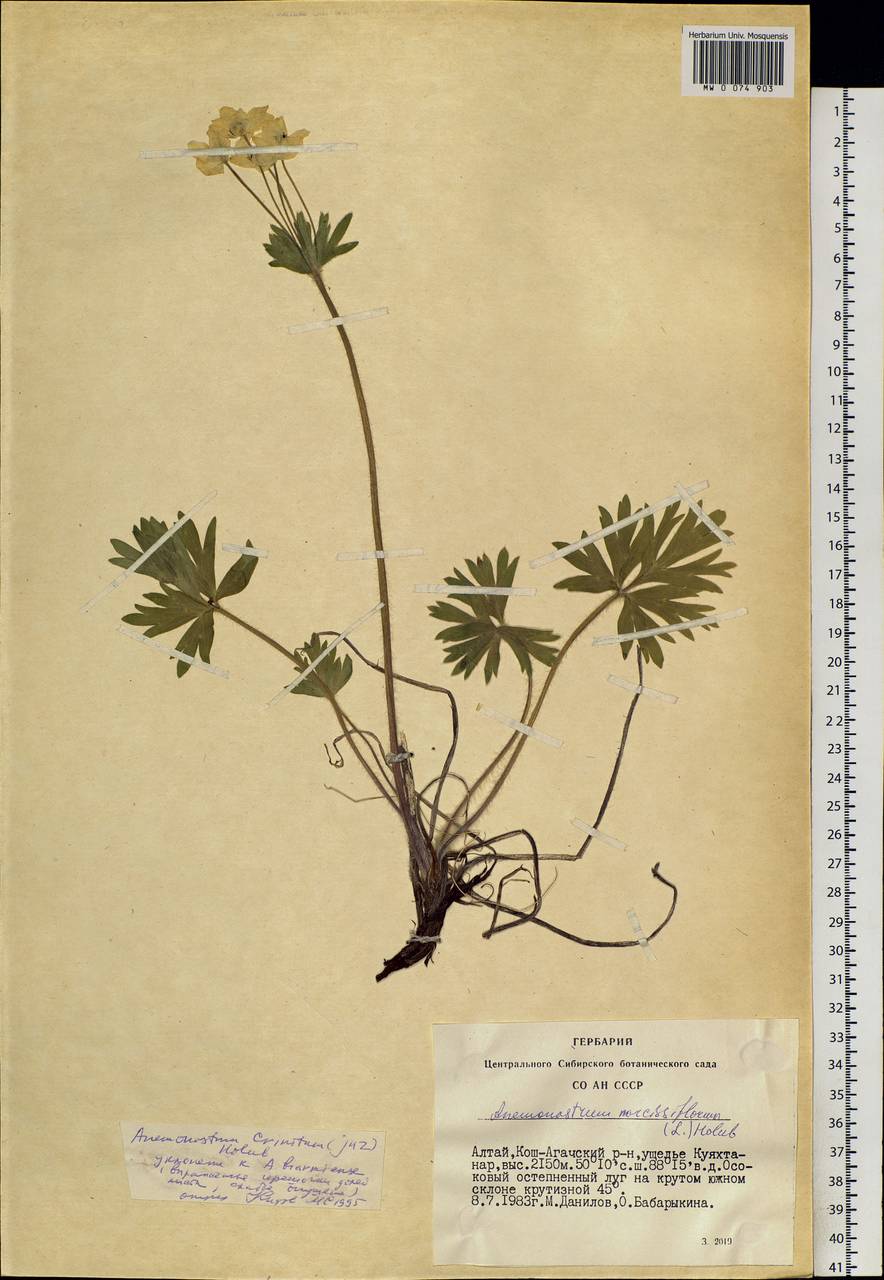 Anemonastrum narcissiflorum subsp. crinitum (Juz.) Raus, Сибирь, Алтай и Саяны (S2) (Россия)