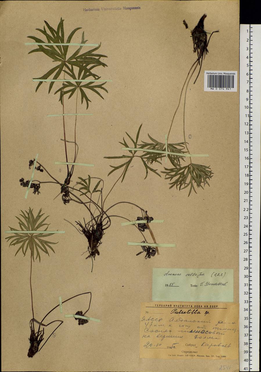 Anemonastrum narcissiflorum subsp. crinitum (Juz.) Raus, Сибирь, Якутия (S5) (Россия)