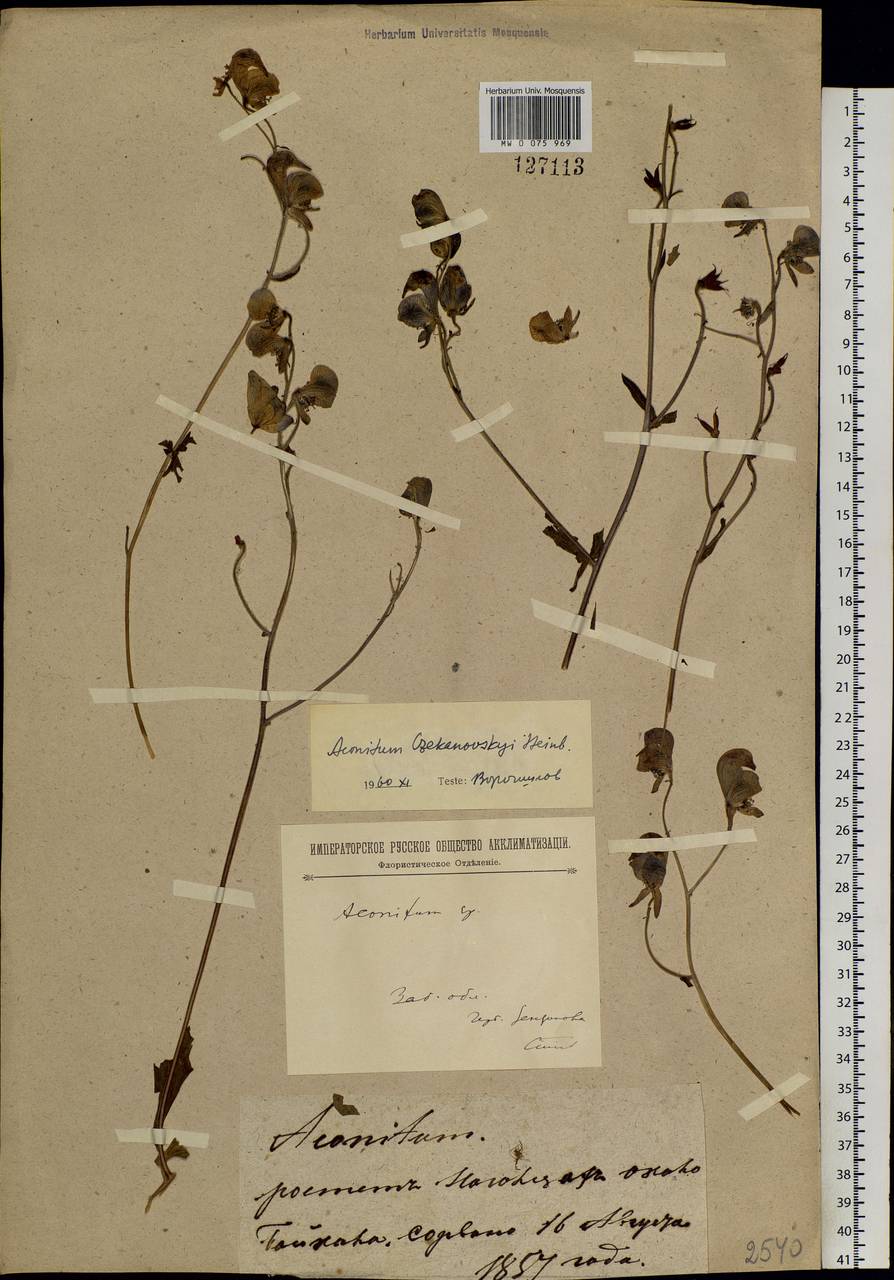 Борец байкальский (Turcz. ex Rapaics) Vorosch., Сибирь, Прибайкалье и Забайкалье (S4) (Россия)