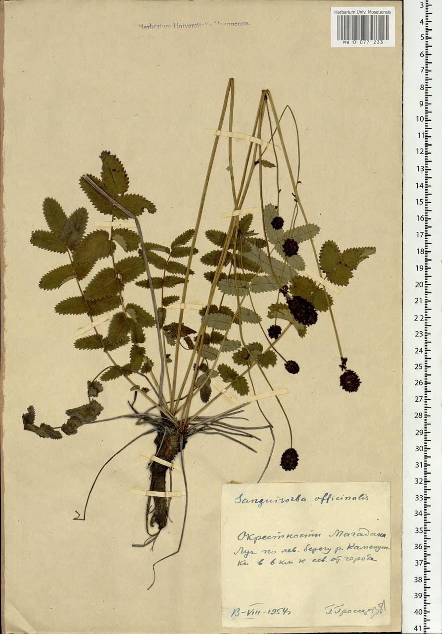 Кровохлебка растение гербарий