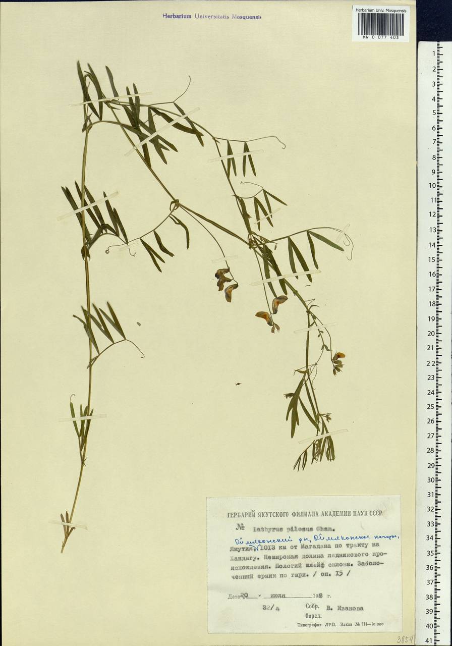 MW0077403, Lathyrus pilosus (Чина волосистая), specimen