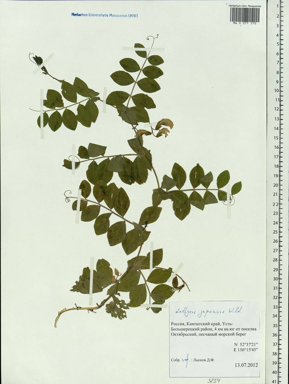 Чина японская Willd., Сибирь, Чукотка и Камчатка (S7) (Россия)