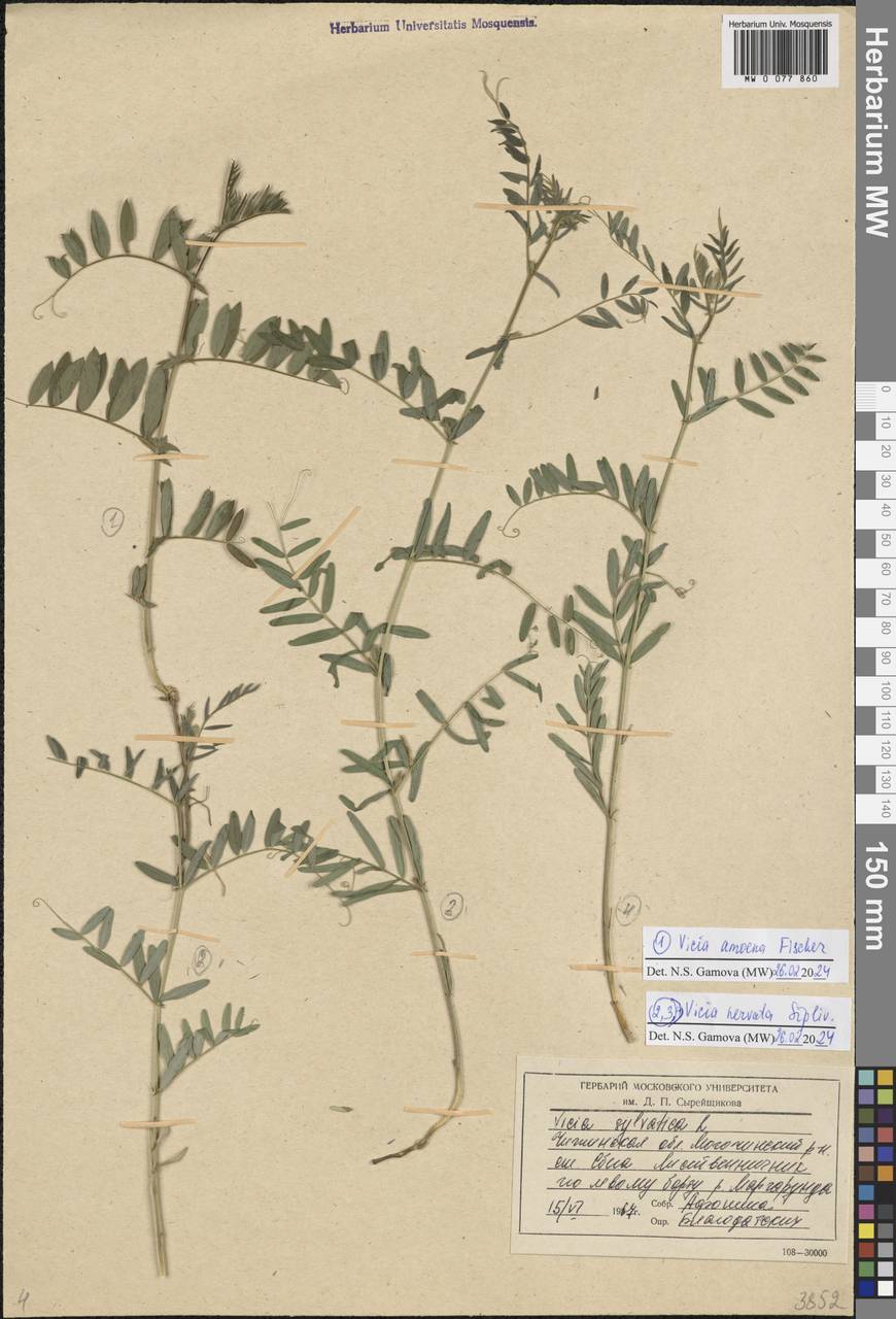 Горошек приятный Fisch. ex Ser., Сибирь, Прибайкалье и Забайкалье (S4) (Россия)